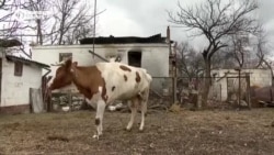 "Ни кухни, ни сарая. Хата, я евроремонт сделала. Картошечка! Все сгорело!" Жительница села под Черниговом лишилась всего, кроме коровы